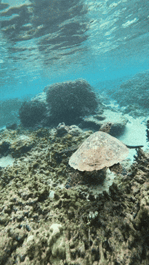 A Sea Turtle Is Swimming In The Ocean Near A Rocky Coral Reef GIF