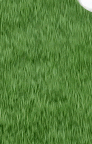 A Seagull Is Eating A Piece Of Bread On The Grass GIF