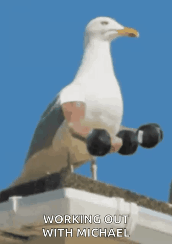 A Seagull Is Holding Dumbbells On Its Feet And The Caption Says Working Out With Michael GIF