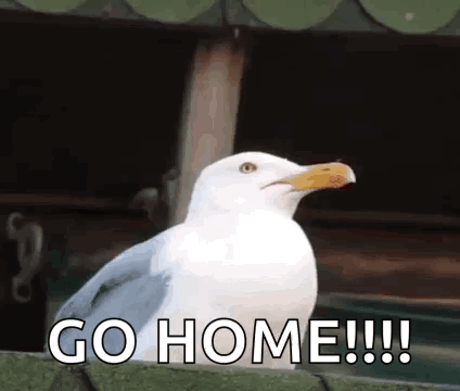 A Seagull Is Sitting On A Fence And Says Go Home GIF