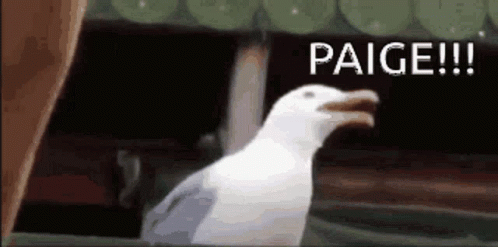 A Seagull Is Standing In Front Of A Sign That Says Paige !! GIF