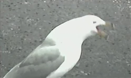 A Seagull Is Standing On A Concrete Surface With Its Tongue Out . GIF