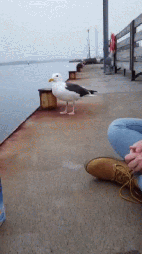 A Seagull Is Standing On A Dock Next To A Person 'S Feet GIF