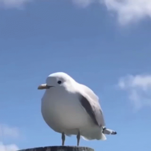 A Seagull Is Standing On A Ledge With Its Mouth Open GIF