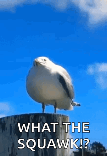 A Seagull Is Standing On A Stump With The Words `` What The Squawk ? '' Written On It . GIF
