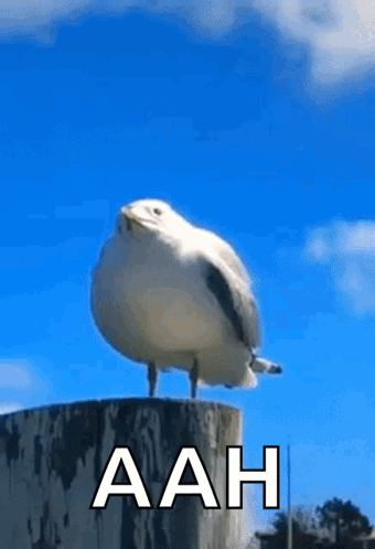 A Seagull Is Standing On Top Of A Wooden Post With The Word Aah Written On It . GIF