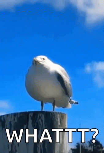 A Seagull Is Standing On Top Of A Wooden Post With The Words Whattt ? Written Below It . GIF