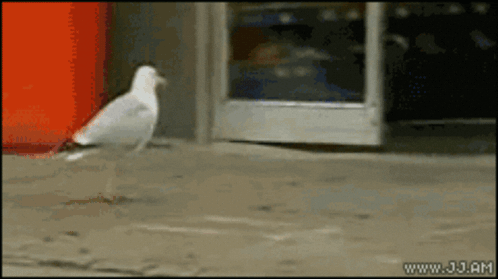 A Seagull Is Walking On A Sidewalk In Front Of A Store With The Website Www.jj.am Visible GIF