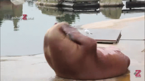 A Seagull Sits On A Rock Next To A Body Of Water With A Watermark That Says ' Achup Zone ' GIF