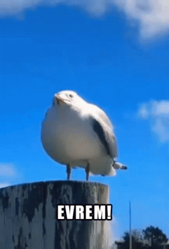 A Seagull Sitting On Top Of A Stump With The Word Evrem Written Below It GIF