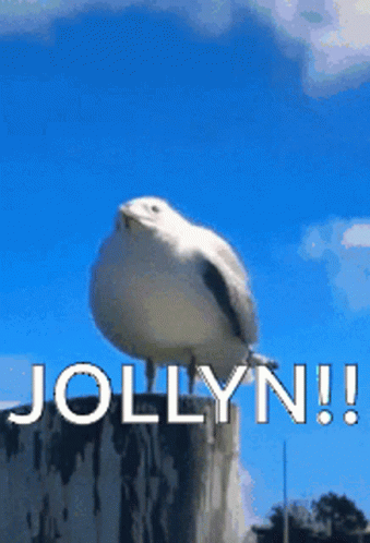 A Seagull Sitting On Top Of A Stump With The Words Jollyn Written Below It GIF