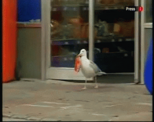 A Seagull With A Fish In Its Beak Stands In Front Of A Door That Says Press On It GIF