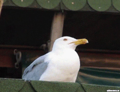 A Seagull With A Yellow Beak Is Sitting On A Green Ledge GIF