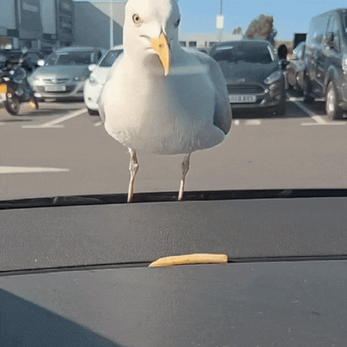 A Seagull With A Yellow Beak Is Standing On The Dashboard Of A Car With A License Plate That Starts With Y GIF