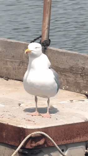 A Seagull With A Yellow Beak Stands On A Dock GIF