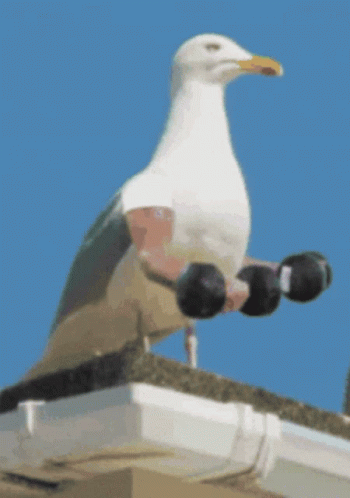 A Seagull With Dumbbells On Its Feet Is Sitting On A Roof GIF