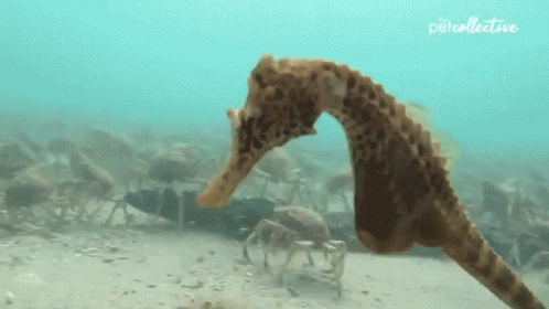 A Seahorse Is Eating A Small Crab In The Ocean . GIF