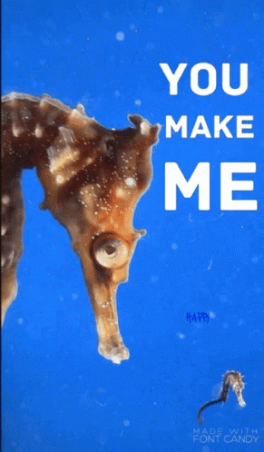 A Seahorse Is On A Blue Background With The Words You Make Me Happy GIF