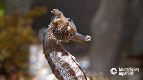 A Seahorse Is Swimming In A Monterey Bay Aquarium GIF