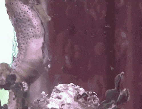 A Seahorse Is Swimming In A Tank Of Water Next To A Sponge . GIF