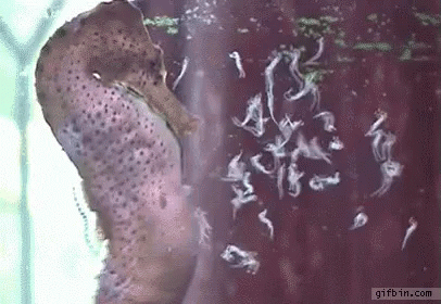 A Seahorse Is Swimming In A Tank Of Water With A Bunch Of Worms . GIF