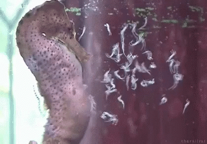A Seahorse Is Swimming In A Tank Of Water With A Lot Of Bubbles Coming Out Of It . GIF