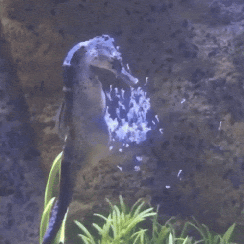 A Seahorse Is Swimming In A Tank With Bubbles Coming Out Of It 'S Mouth GIF