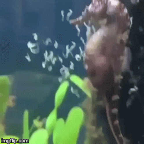 A Seahorse Is Swimming In A Tank With Bubbles Coming Out Of It 'S Mouth GIF