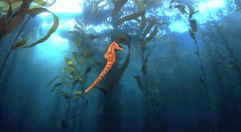 A Seahorse Is Swimming In The Ocean Surrounded By Plants GIF