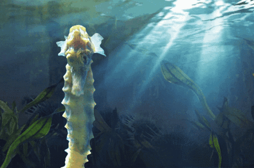 A Seahorse Is Swimming In The Water And Looking Up At The Sun GIF
