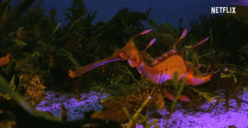 A Seahorse With A Long Beak Is Swimming In A Tank With Netflix Written On The Bottom GIF