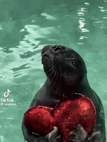 A Seal Holding A Red Heart In The Water With A Tiktok Watermark On It GIF