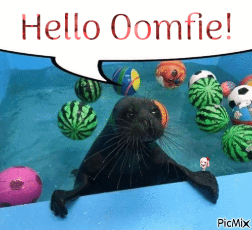 A Seal In A Pool With Watermelons And Soccer Balls And A Speech Bubble That Says Hello Oomfie GIF