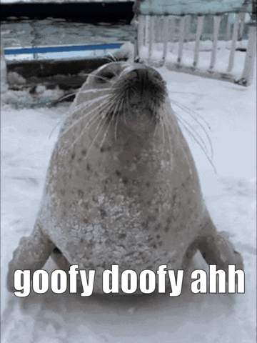 A Seal In The Snow With The Words Goofy Doofy Ahh GIF