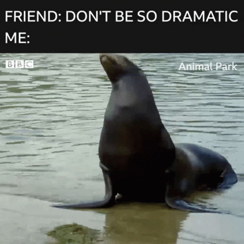 A Seal In The Water With The Caption Friend : Don 'T Be So Dramatic Me Bbc Animal Park GIF