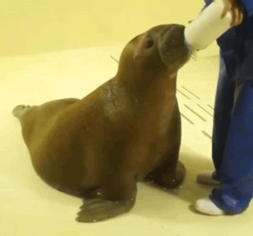 A Seal Is Being Fed From A Bottle By A Person In Blue Pants GIF