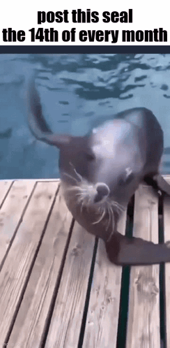 A Seal Is Crawling On A Wooden Dock In The Water . GIF