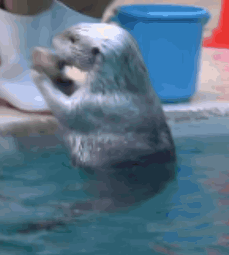 A Seal Is Jumping Out Of The Water While A Blue Bucket Is In The Background GIF
