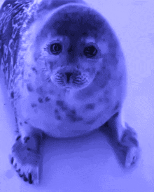 A Seal Is Laying Down And Looking At The Camera In A Blue Background GIF