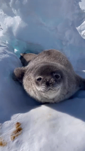 A Seal Is Laying Down In The Snow And Looking At The Camera GIF