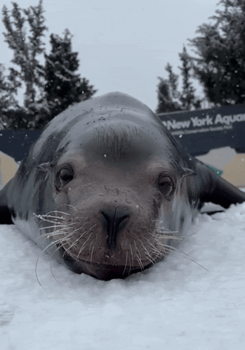 A Seal Is Laying In The Snow In Front Of A New York Aquatic Sign GIF