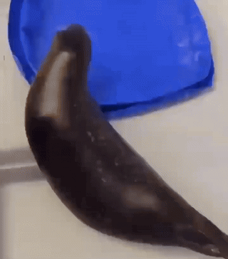 A Seal Is Laying On A Blue Plastic Container GIF