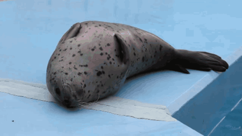 A Seal Is Laying On A Blue Surface In The Water GIF