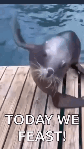 A Seal Is Laying On A Wooden Dock In The Water And Says `` Today We Feast ! '' GIF