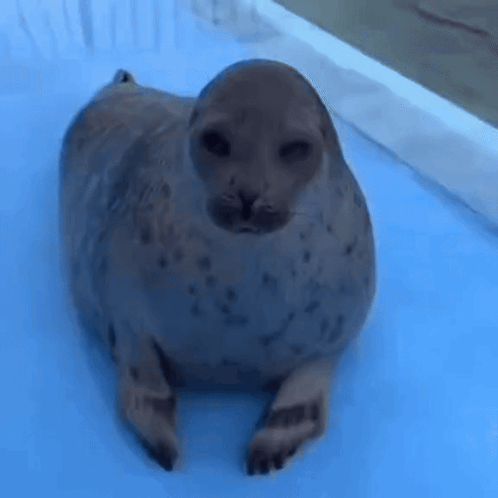 A Seal Is Laying On Its Back On A Blue Surface . GIF