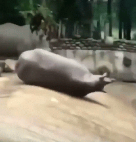 A Seal Is Laying On Its Back On A Sandy Beach . GIF