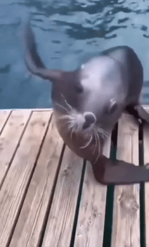 A Seal Is Laying On Its Back On A Wooden Dock . GIF