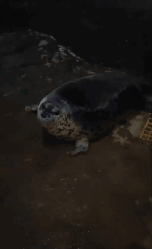 a seal is laying on the ground in a dark room