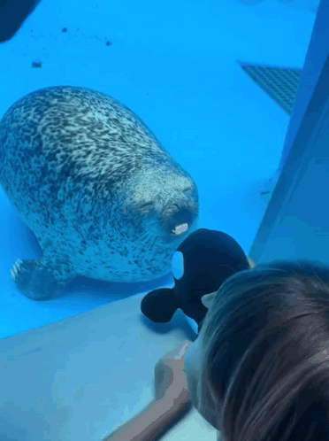 A Seal Is Looking At A Stuffed Animal In A Tank GIF