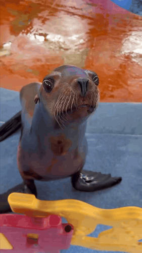 A Seal Is Looking At The Camera While Sitting On A Blue Surface GIF